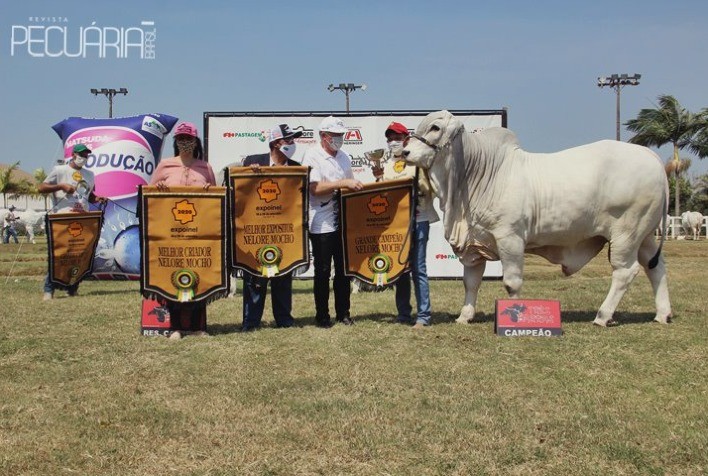Com união, garra e qualidade da raça Nelore, Expoinel 2020 apresenta os melhores do Nelore e Nelore Mocho