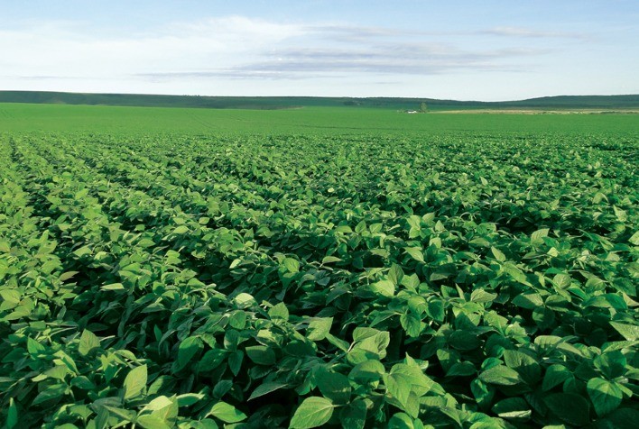 Com bom preço, área plantada com soja no Maranhão deve crescer 6,5% em 2020, diz Aprosoja