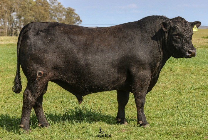 Leilão Capanegra comercializa Angus e Brangus para seis Estados