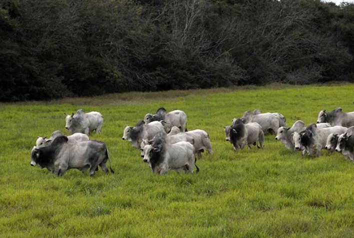 MARFRIG assume compromisso público para melhorar o Bem-Estar Animal em suas atividades até 2028