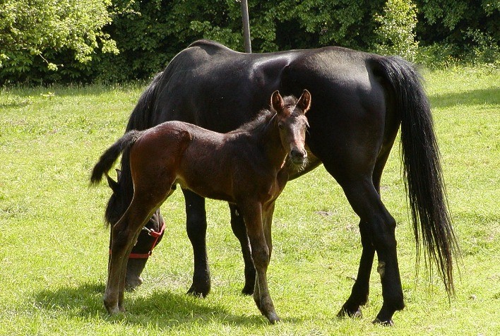 Suplementação nutricional de qualidade é essencial para desenvolvimento de potros mamando e cavalos jovens