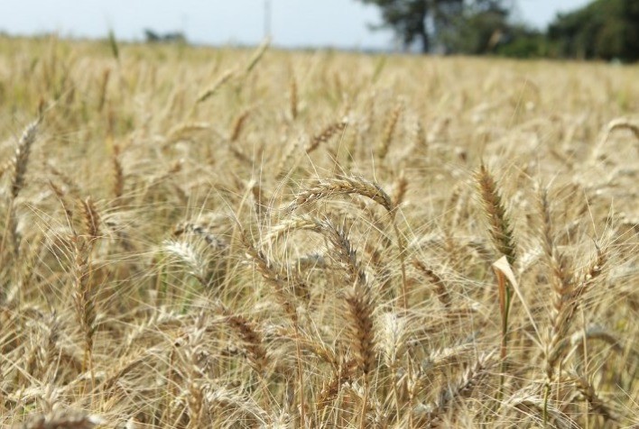 Produtor de Goiás obtém recorde nacional de produtividade de trigo com cultivar da Embrapa