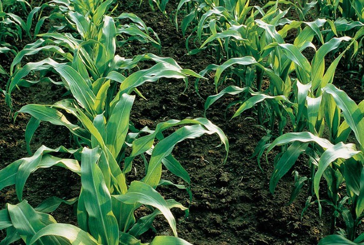 Pioneer® avança na liderança de milho verão e safrinha no Brasil, com os dois híbridos mais utilizados pelos agricultores