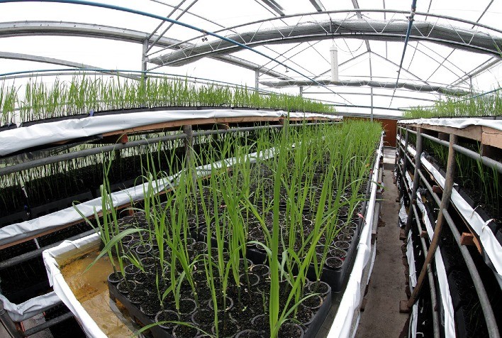 Produção de mudas através do sistema de irrigação por gotejamento