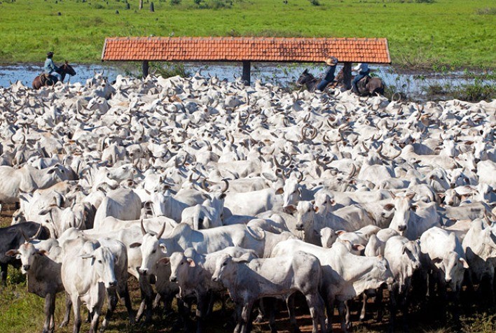 Mais uma semana de alta nos preços do sebo bovino