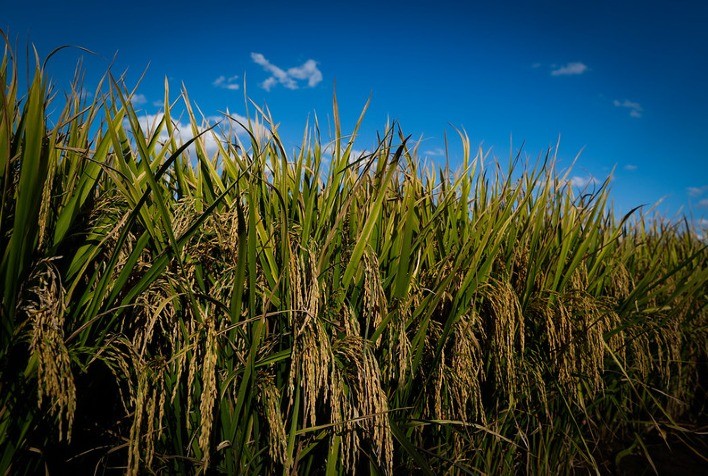 Arroz: cotações seguem firmes; lotes heterogêneos limitam negócios