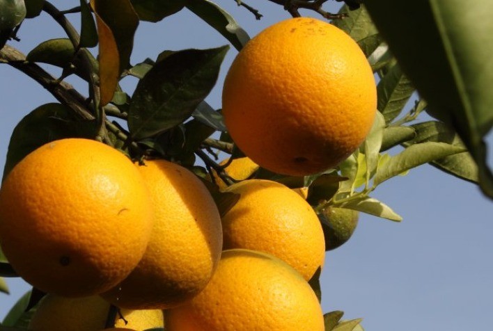 Citricultura paulista reduz área plantada, eleva produção e se consolida como modelo de preservação ambiental