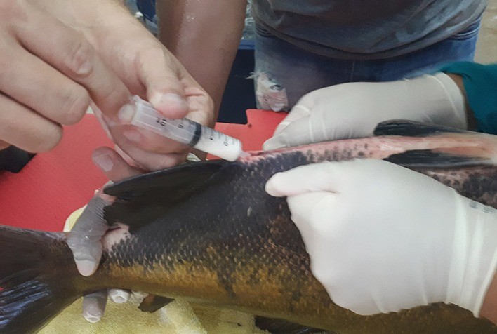 Inaugurado no Tocantins o primeiro banco ativo de germoplasma de peixes do Brasil