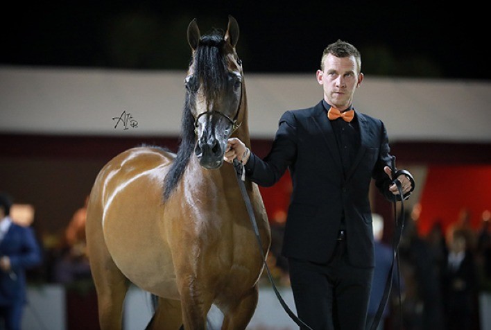 Exposição Nacional do Cavalo Árabe está confirmada