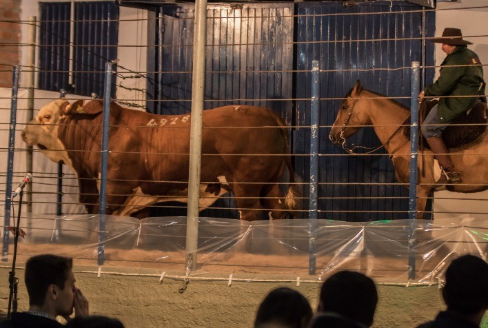 Bela Vista apresenta genética comprovada das raças Braford e Polled Hereford