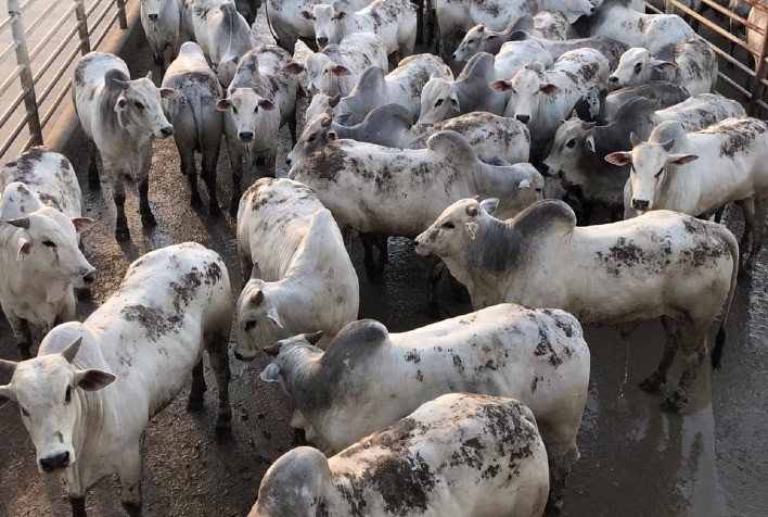 Mais de 1.300 animais serão avaliados na etapa do Circuito Nelore de Qualidade em Vilhena (RO)