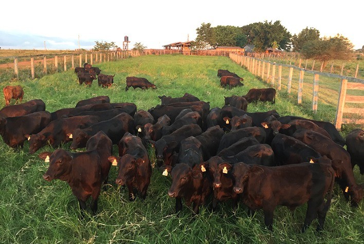 Leilão Virtual registra novo recorde de preço na raça Brangus