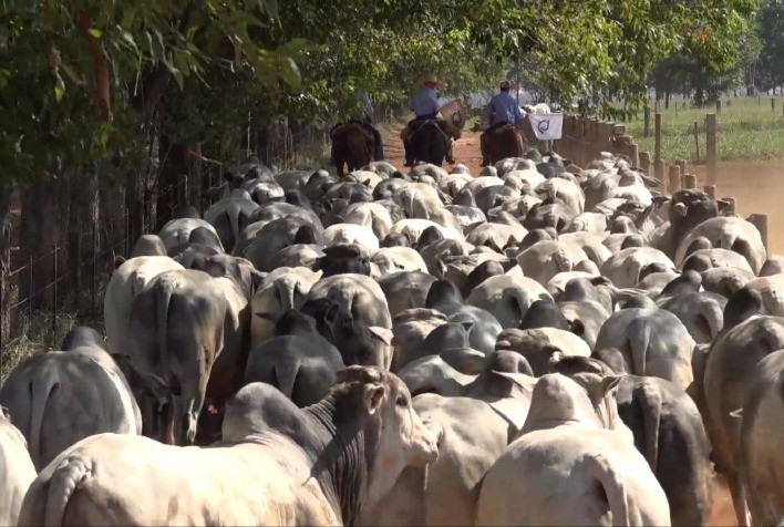 Demanda aquecida para genética Sant'Anna