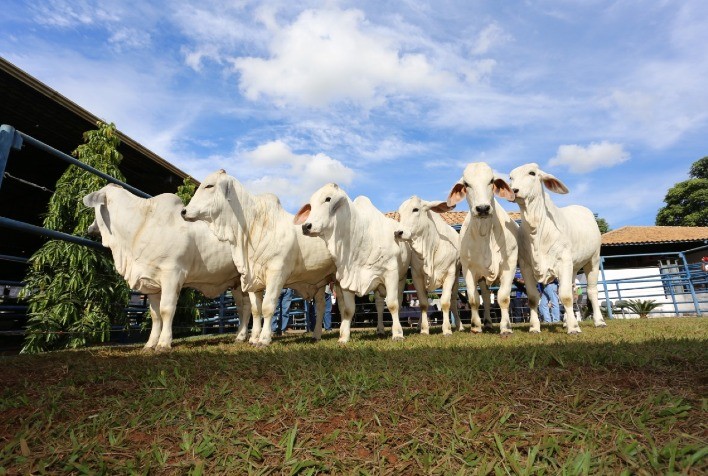 Inscrições abertas para a ExpoBrahman 2020