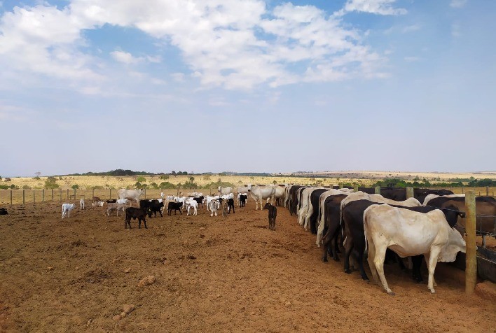 Pecuaristas do MS preparam sequestro da cria e da recria para 2021