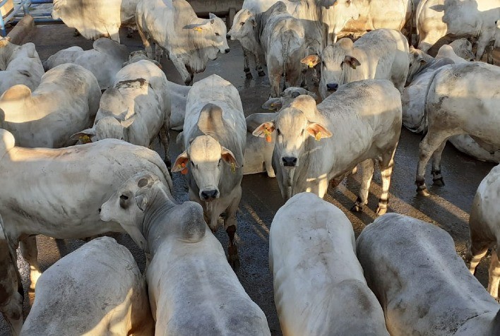 Nova etapa do Circuito Nelore de Qualidade será realizada em Goiás