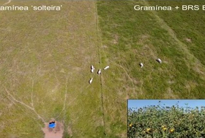 Plantas Forrageiras desenvolvidas nos últimos anos trazem mais ganhos para a pecuária de corte