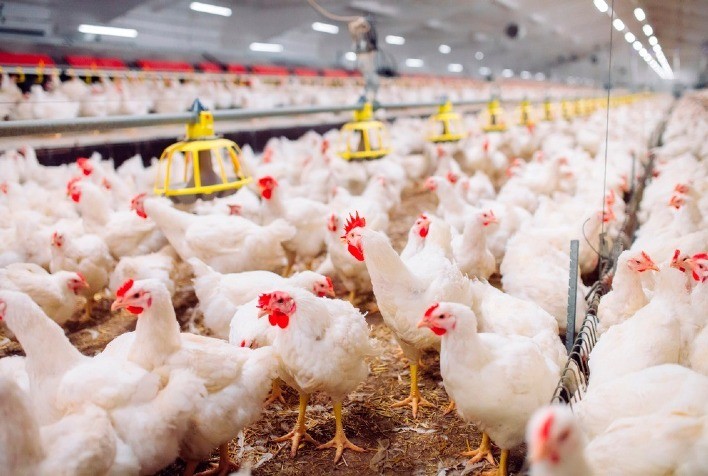 Custo de produção do frango em 2020 está 150% mais caro que em 2010