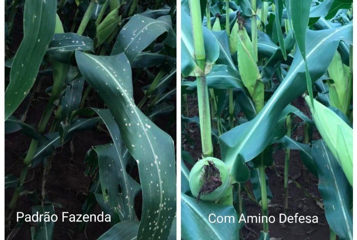 Quais os principais mecanismos de defesa da planta?