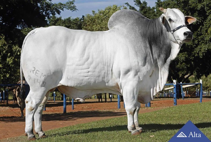 REM Dheef é avaliado em mais de 3 milhões durante leilão