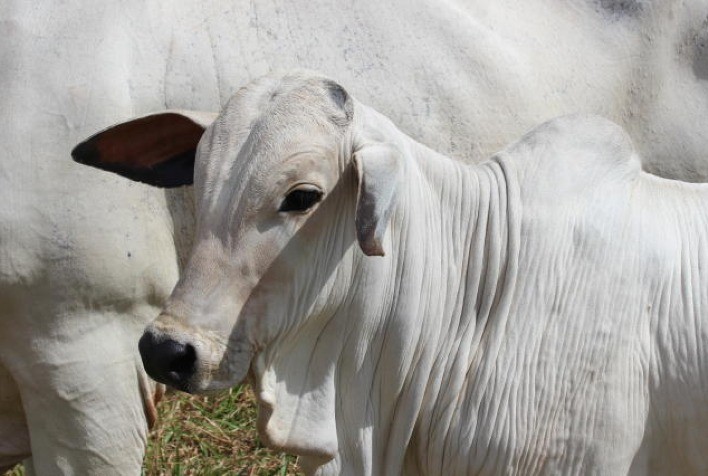 Desmama precoce: uma técnica voltada para aumentar a prenhez de vacas e primíparas