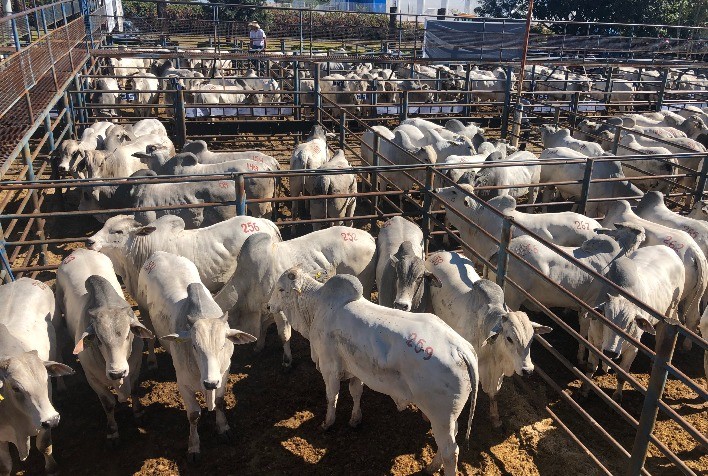CFM vende 1.142 touros Nelore nos leilões de 2020