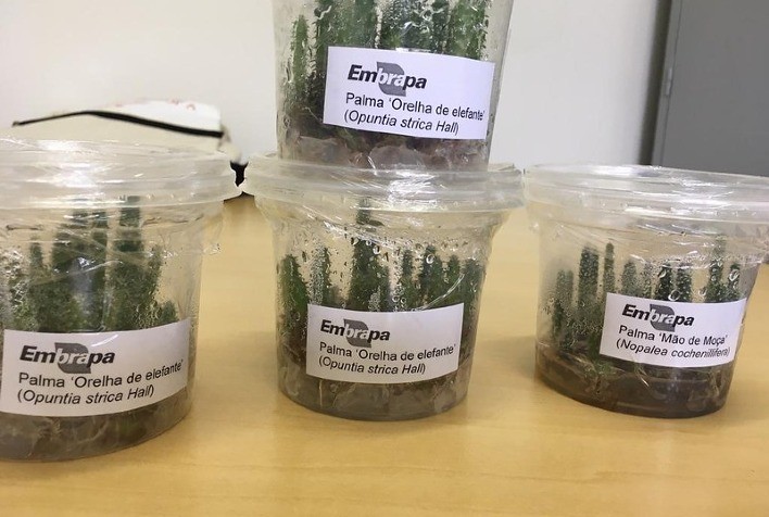 Codevasf firma parceria com instituições para propagar palmas forrageiras resistentes a praga