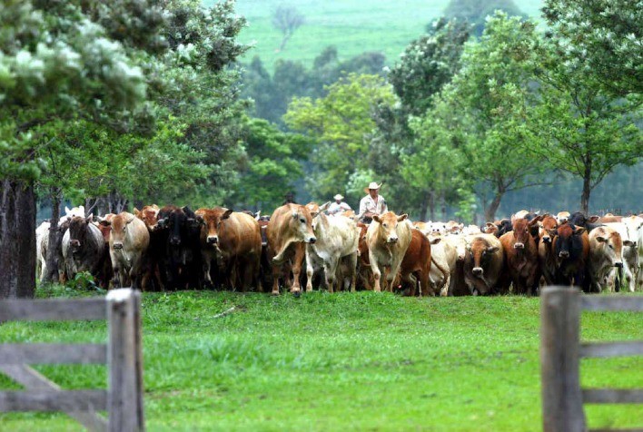 Imea: oferta restrita de gado terminado em Mato Grosso faz arroba subir 39% de maio a outubro