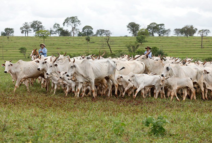 Alta nas cotações da arroba da vaca e novilha para abate