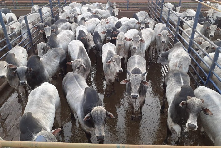 ACNB anuncia vencedores do Circuito Nelore de Qualidade, em Iturama (MG)