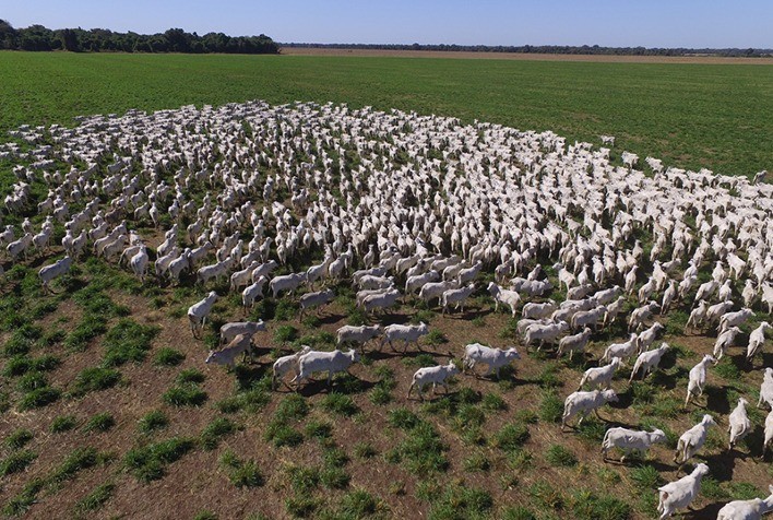 Pecuaristas retêm fêmeas e rebanho bovino do Brasil cresce pela 1ª vez em 3 anos, diz IBGE