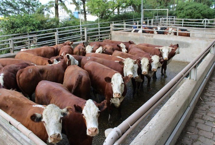 ABHB e Frigorífico Silva promovem sétimo Concurso de Carcaça Carne Pampa