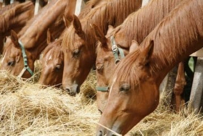 Como detectar úlceras gástricas em cavalos?