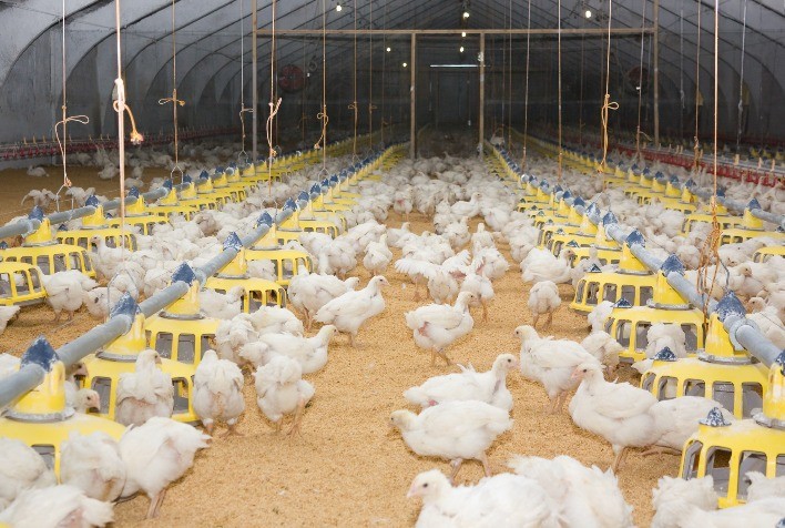 Temperaturas altas afetam o consumo de ração em frangos de corte