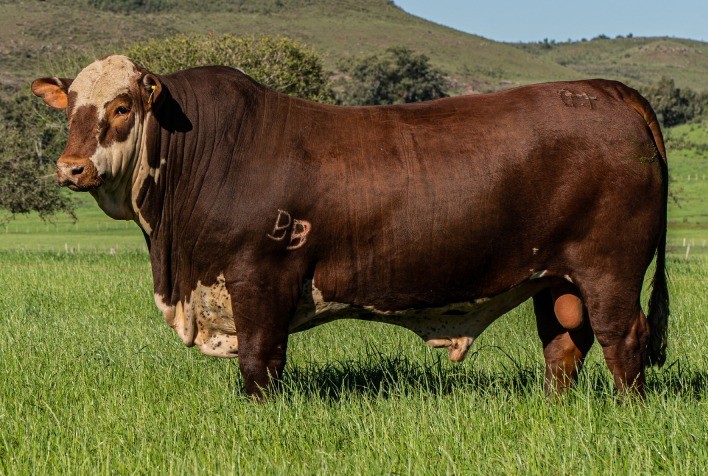 Touro Braford bate recorde da temporada no leilão da Estância Bela Vista