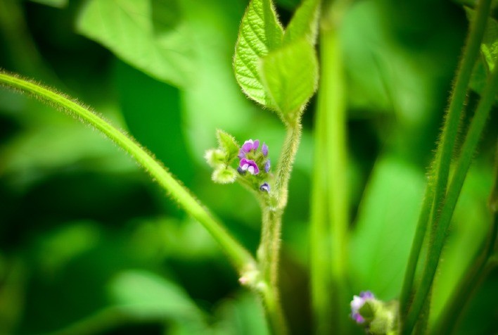 Período da floração é determinante na soja