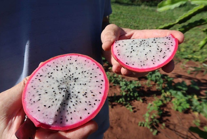Em laboratório, pitaia ajuda a controlar glicemia, colesterol e ansiedade