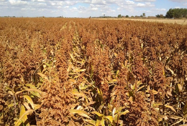 Sorgo é resistente à seca