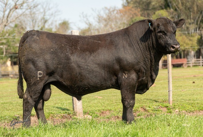 Leilão Parceria Genética tem média de R$ 13 mil para touros Angus