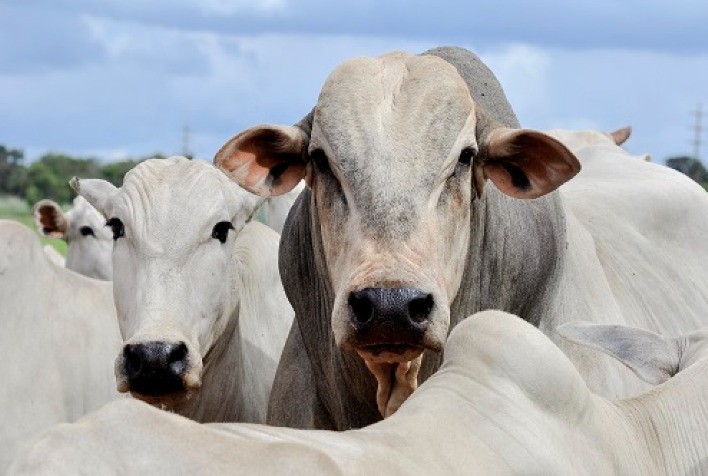 Embrapa Cerrados realiza primeiro leilão virtual BRGN