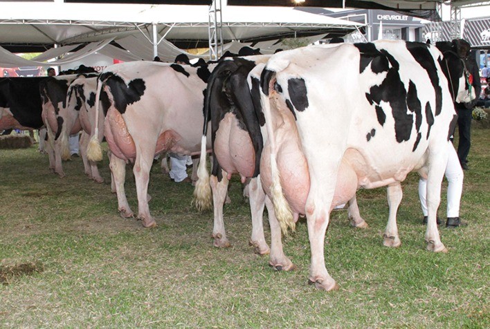 Extensão rural e bovinocultura leiteira: projeto da Secretaria de Agricultura e Abastecimento promove a difusão de conhecimento sobre qualidade do leite no Vale do Paraíba