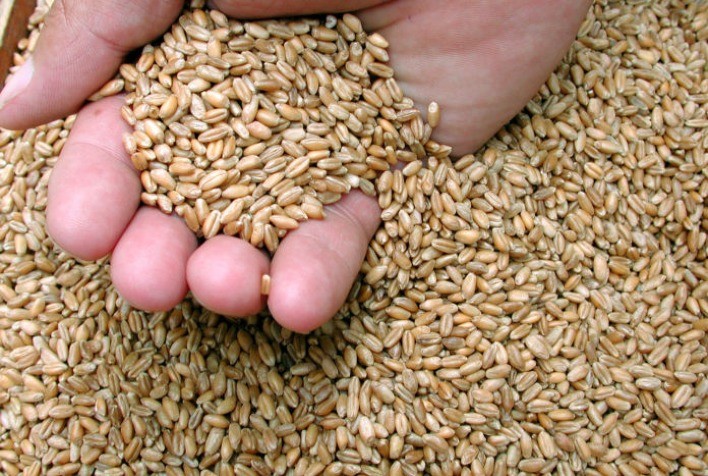 Trigo: retração vendedora sustenta cotações