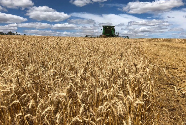 Eventos climáticos afetam safra de trigo no Rio Grande do Sul