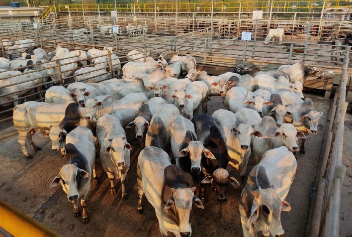 Circuito Nelore de Qualidade reúne animais precoces em Vilhena (RO)