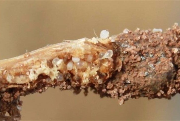 Bayer investe em soluções para nematoides com o lançamento de Verango® Prime