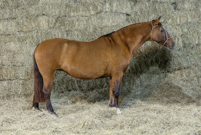 Raça Crioula registra incremento nos negócios em leilões