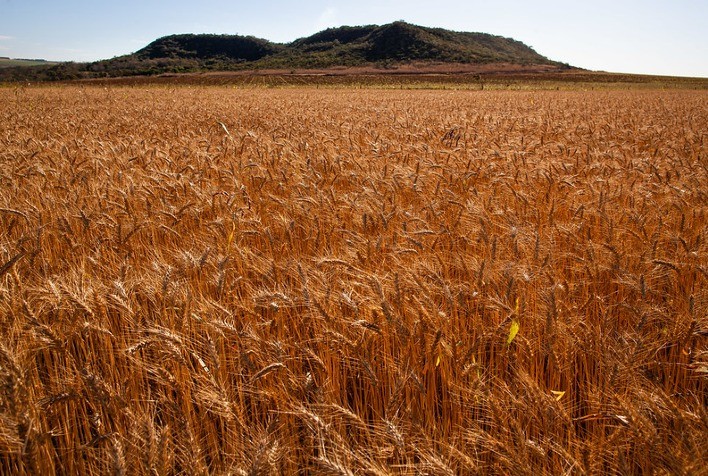 Comercialização antecipada de trigo frustrou rentabilidade no RS, aponta Fecoagro