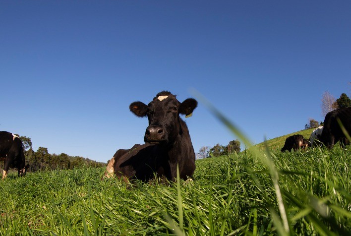 Como o trigo aumenta a produtividade e gera mais lucro na propriedade pecuária