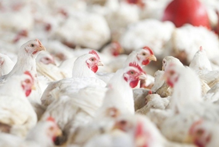 Frango vivo e abatido: só agora relação de preços de 2020 volta ao normal