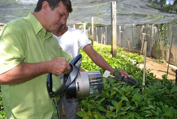 Tese de doutorado aborda avaliação de cortes e dimensões de estacas clonais em conilon